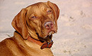 Foto: Jagdhund