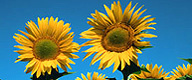 Foto: Sonnenblumen vor blauem Himmel