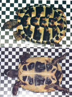 Das Foto zeigt die korrekte Fotodokumentation einer meldepflichtigen Schildkröte