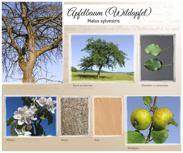 Collage von verschiedenen Teilen des Wildapfelbaumes