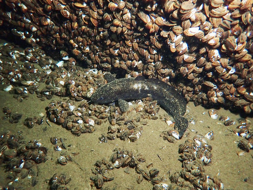 Das Foto zeigt eine Quappe,  einen bodenlebenden und nachtaktiven Raubfisch