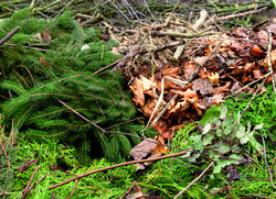 Grünabfall = Laub, Strauch-, Baum- und Rasenschnitt