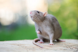 graue Haustierratte posiert im Freien