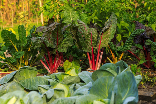 Das Bild zeigt Gemüse im urbanen Garten