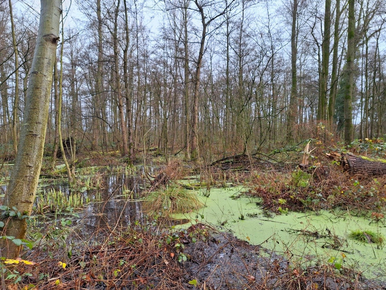 Das Bild zeigt ein Niedermoor.