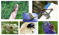 Das Foto zeigt eine Collage unterschiedlicher Insektenarten