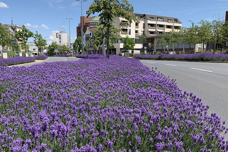 Lavendel-Beet Neue Bahnhofstra&szlig;e
