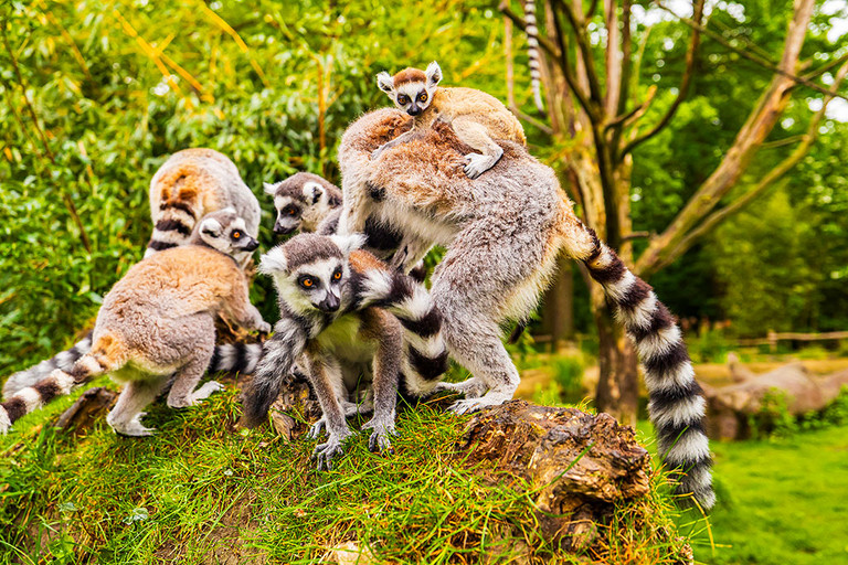Kattas im Tierpark