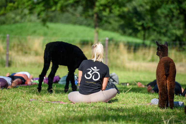 Alpaka-Yoga