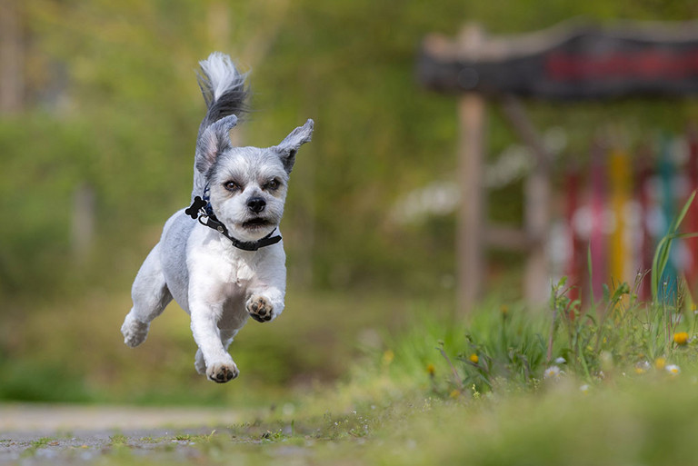L&ouml;wchen rennt und springt