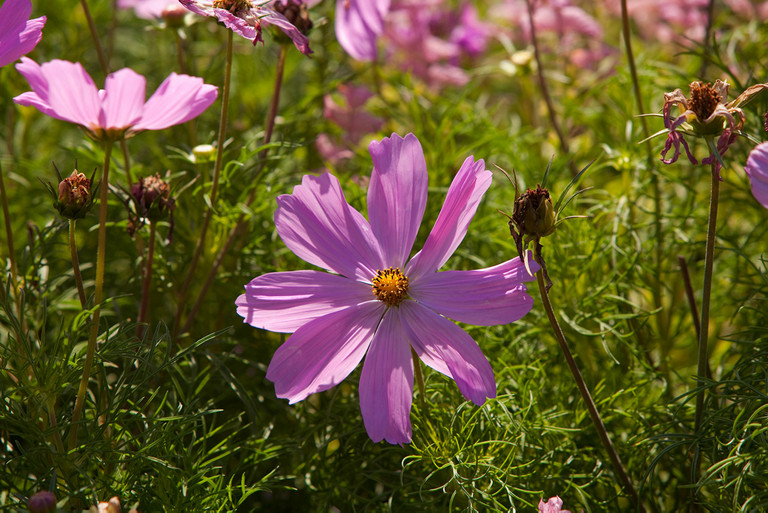 Blumen