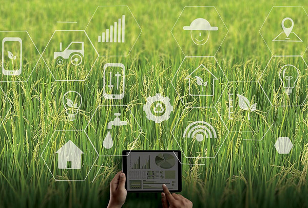 Sinnbild für computergesteuerte Landwirtschaft, eine Fotomontage von einem Getreidefeld mit überlagerten Icons zum Thema Computer und Digitalisierung