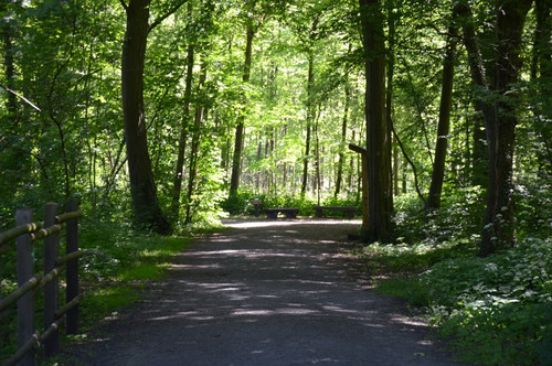 Das Foto zeigt einen Weg im Heessener Wald