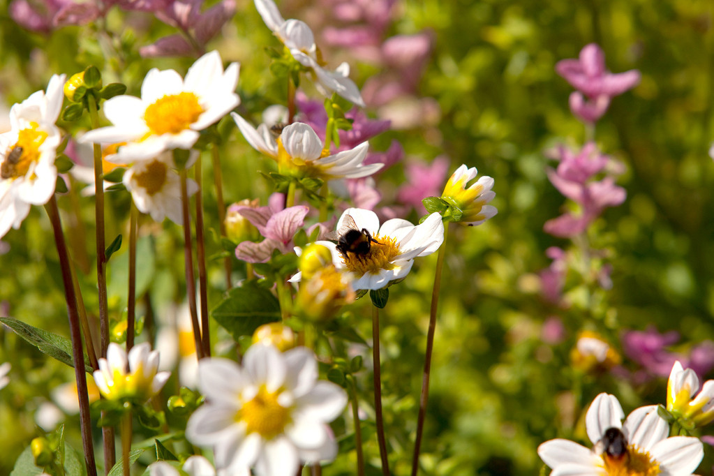Blumen