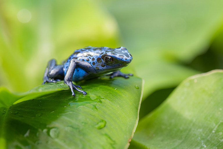 Blauf&auml;rbender Pfeilgiftfrosch (Dendrobates tinctorius azureus)