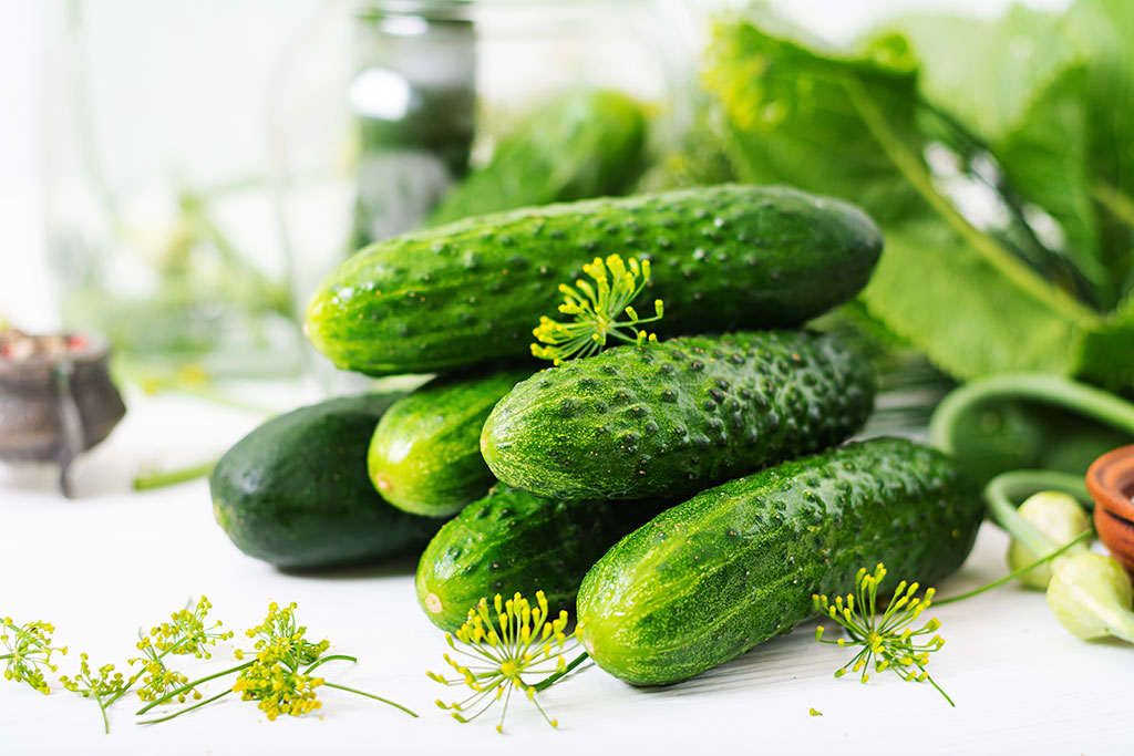 Einlegegurken mit Dill dekoriert