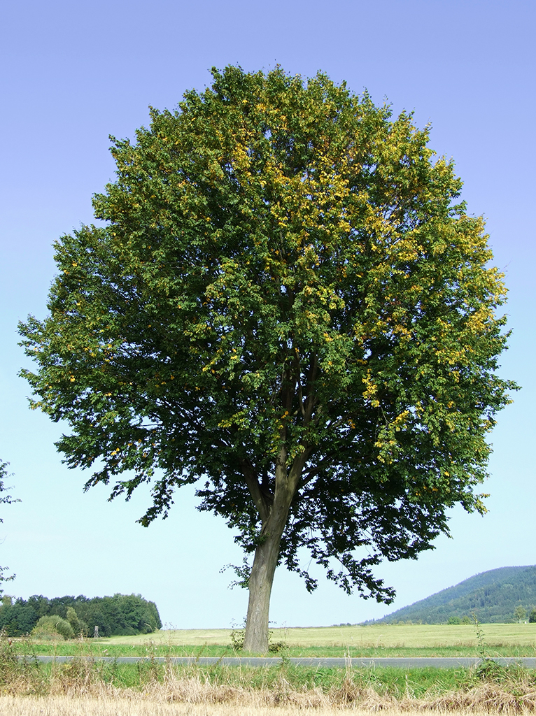 Bl&auml;tter der Hainbuche