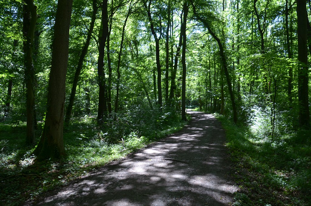 Das Foto zeigt einen Waldweg im Frühjahr