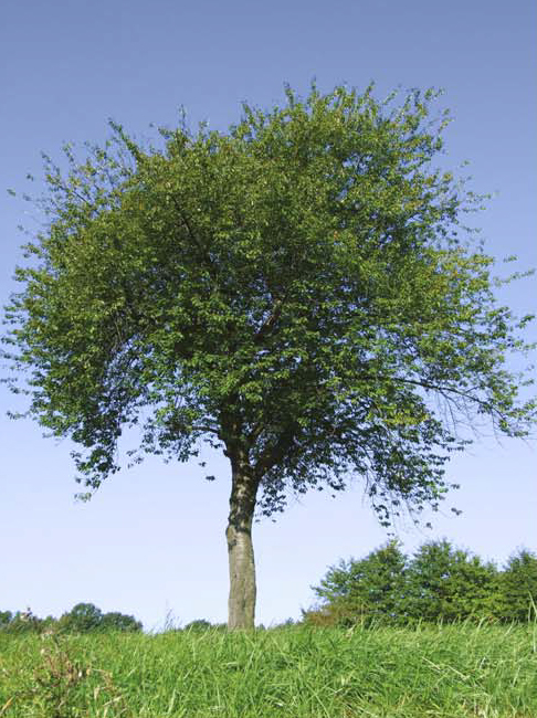 Bl&uuml;ten der Wildkirsche