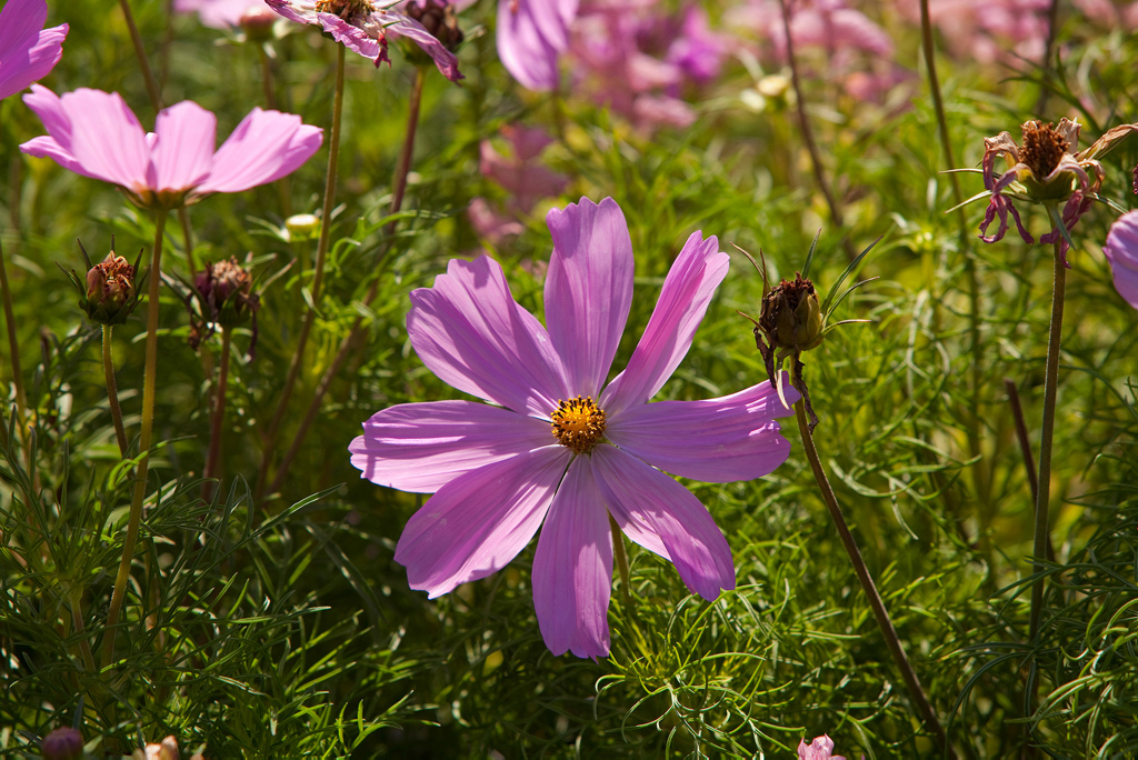 Blumen