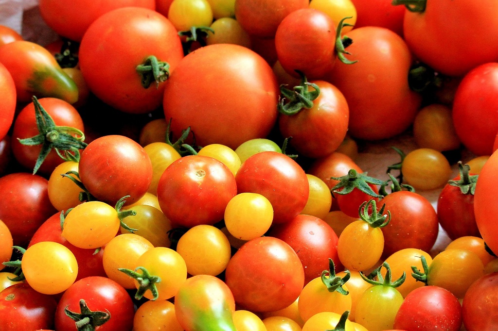 Bild zeigt eine vielzahl von roten und gelben Tomaten
