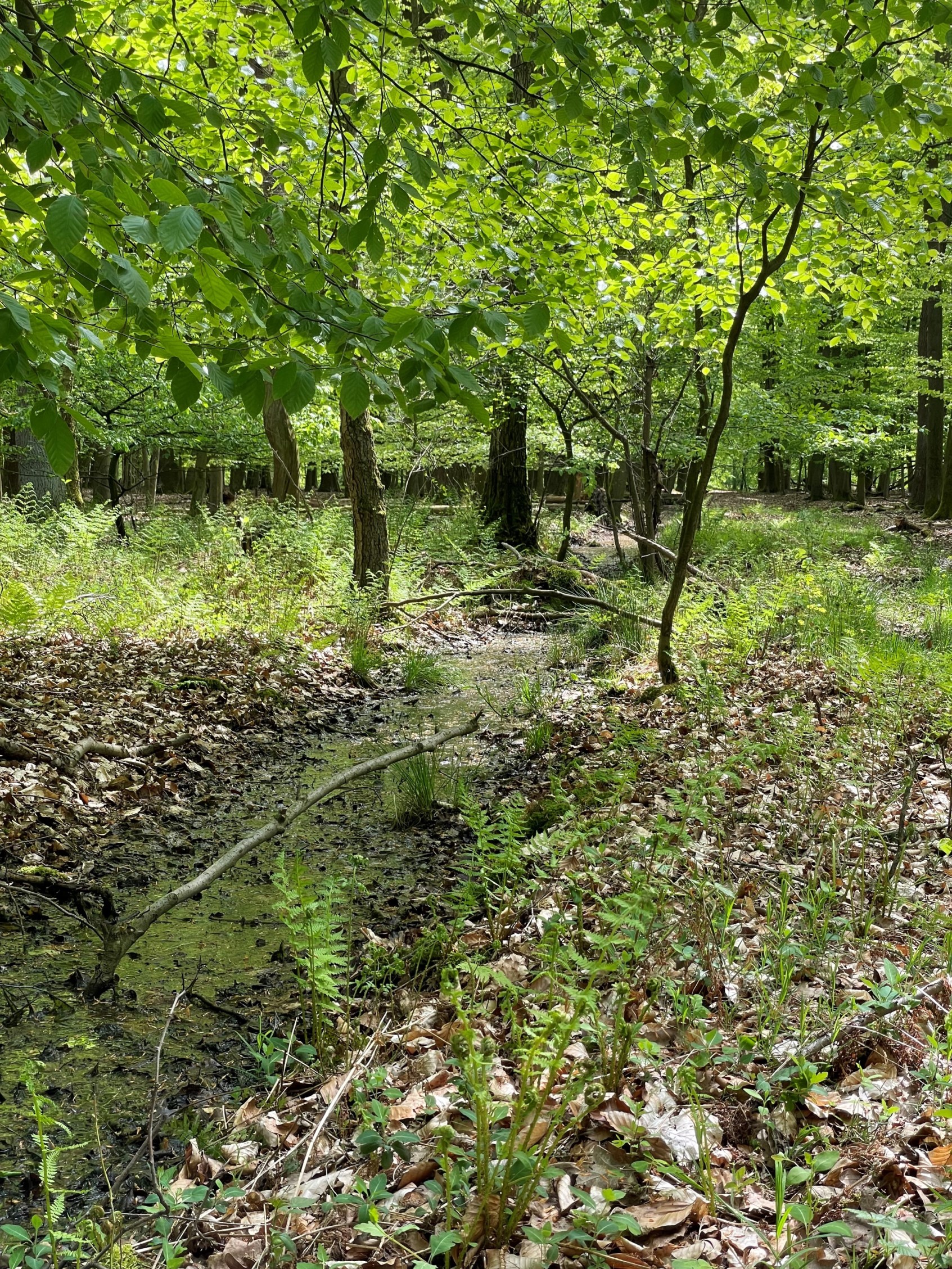 Stehendes Gewässer im Wald, im Vordergrund ist eine Buche zu sehen.