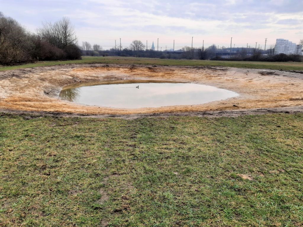 Das Bild zeigt ein neu angelegtes Stillgewässer in der Lippeaue