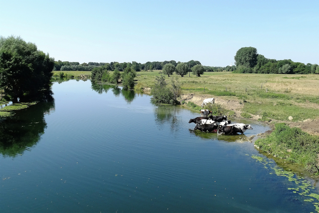 Badende Kühe in der Lippe