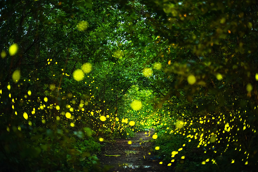 Gl&uuml;hw&uuml;rmchen, die nachts im Wald fliegen