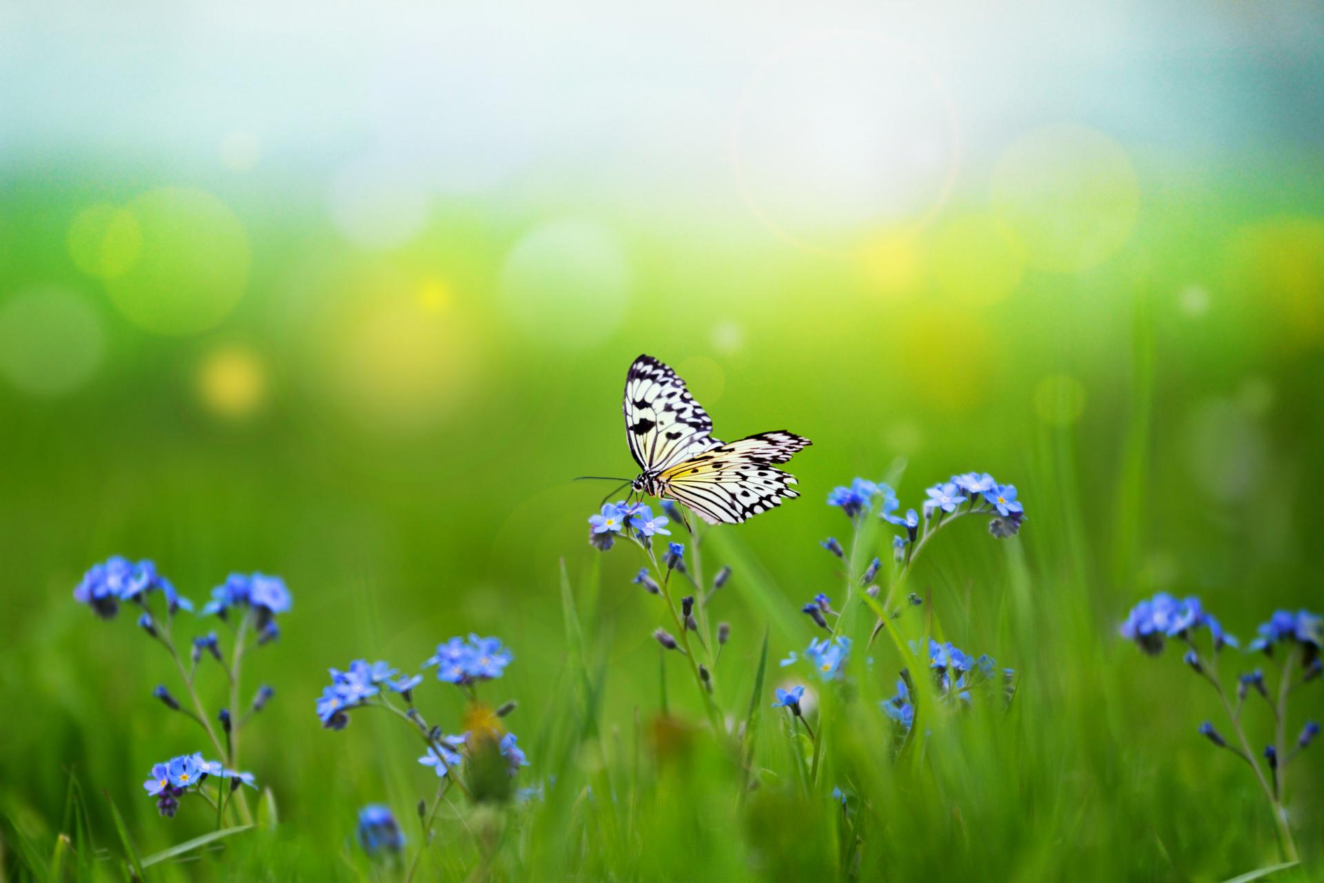 Ein Schmetterling auf einer blühenden Pflanze