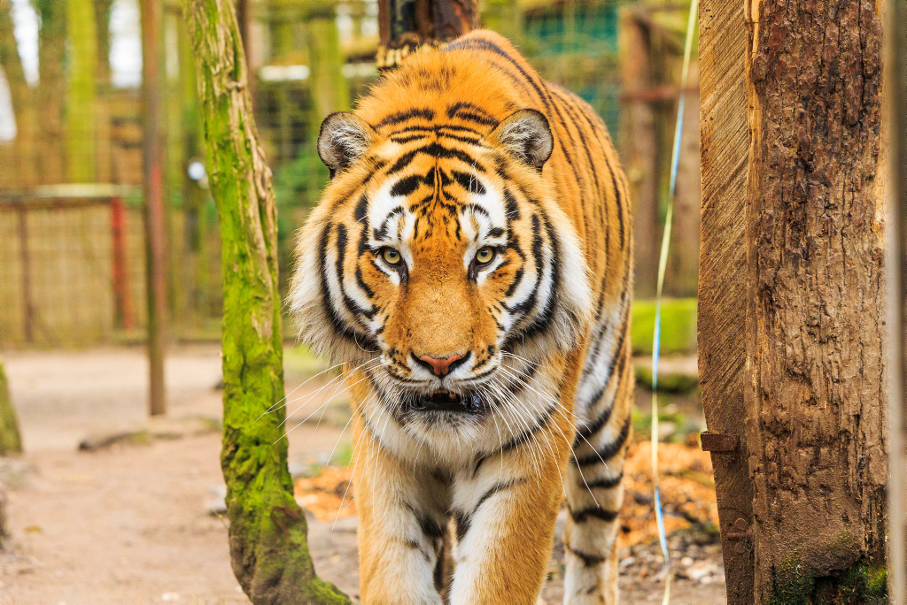 Tiger im Tierpark Hamm 