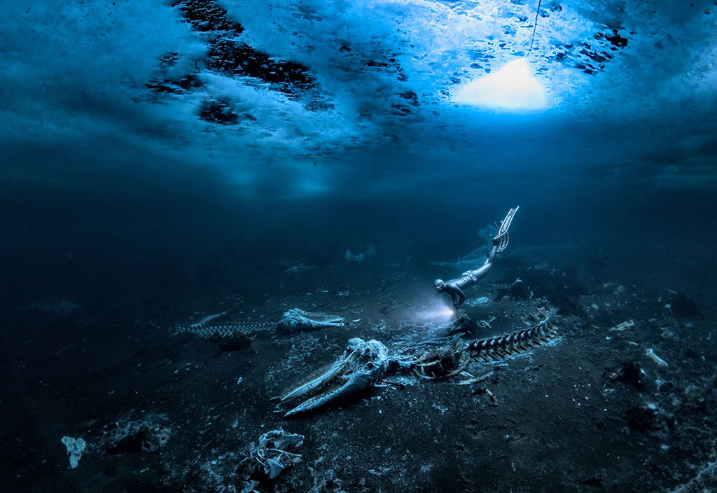 Whale Bones/Walknochen